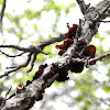 Brown jelly fungi