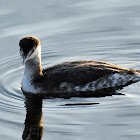 Eared grebe