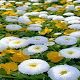 Download White Flowers Butterfly LWP For PC Windows and Mac 3