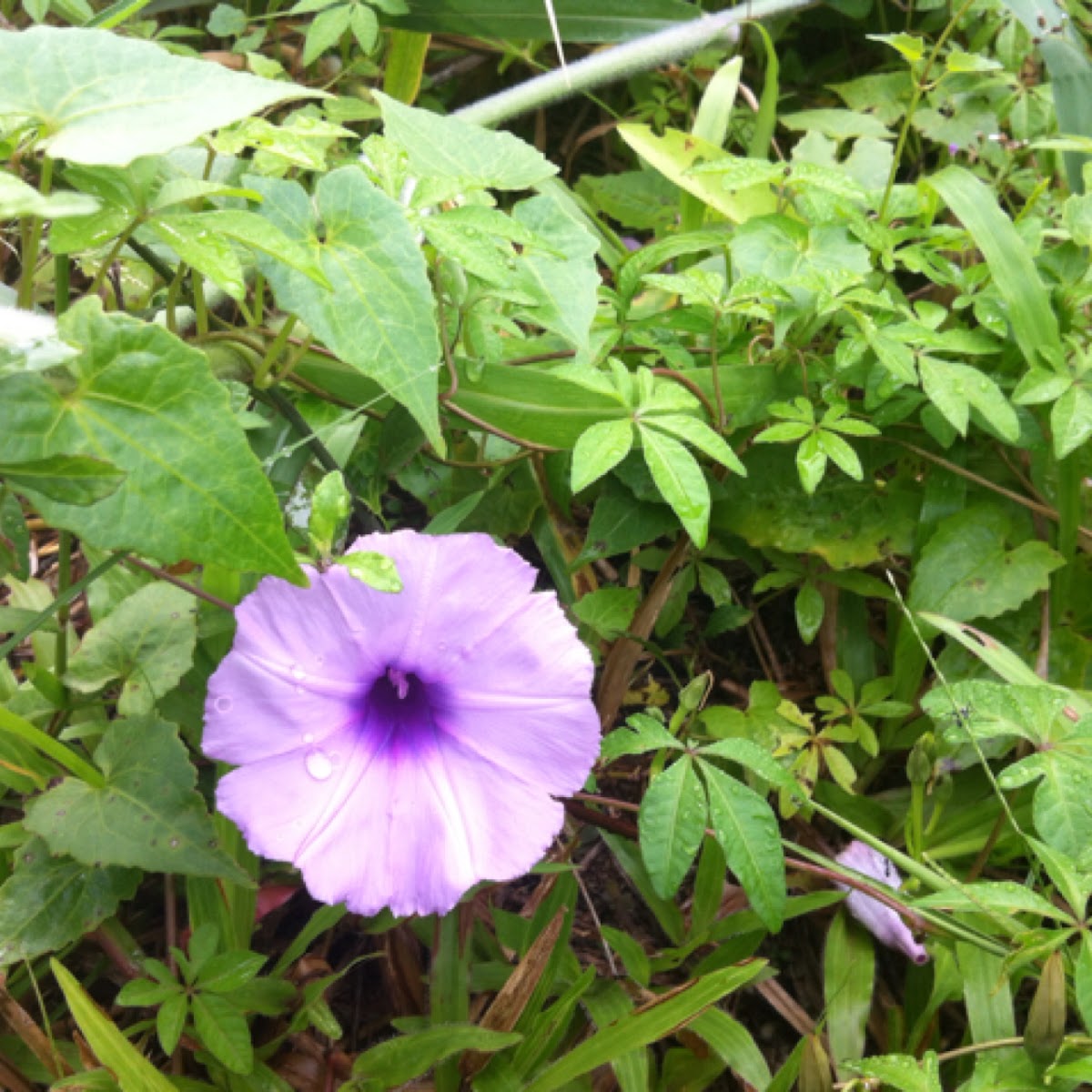 Coastal Morning Glory