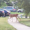 White Tailed Deer