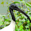 Black-headed ibis