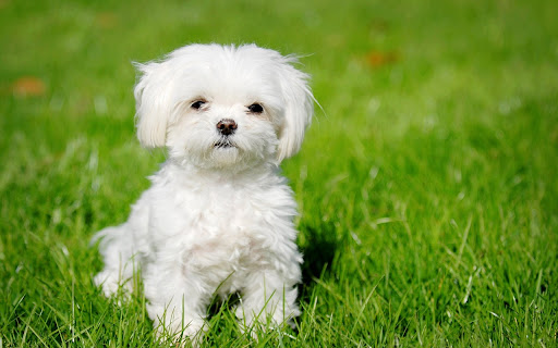 Cute Puppy