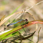 Blue Dasher Dragonfly (male)