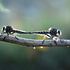 Robber Fly