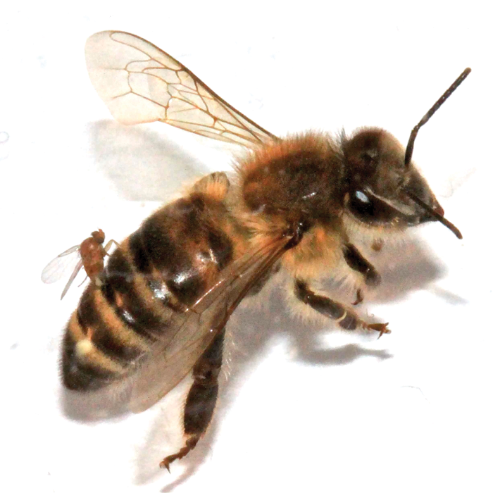 A very small fly has its abdomen positioned over the abdomen of a bee, depositing eggs.