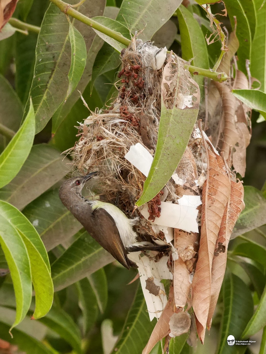 Sunbirds Nesting in Mumbai