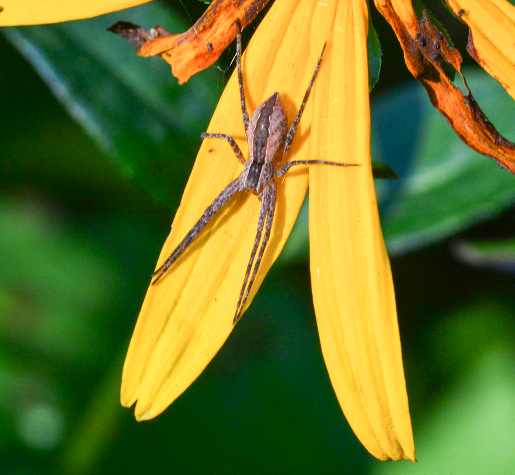 Nursery Web Spider