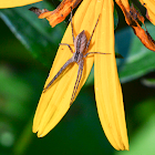 Nursery Web Spider