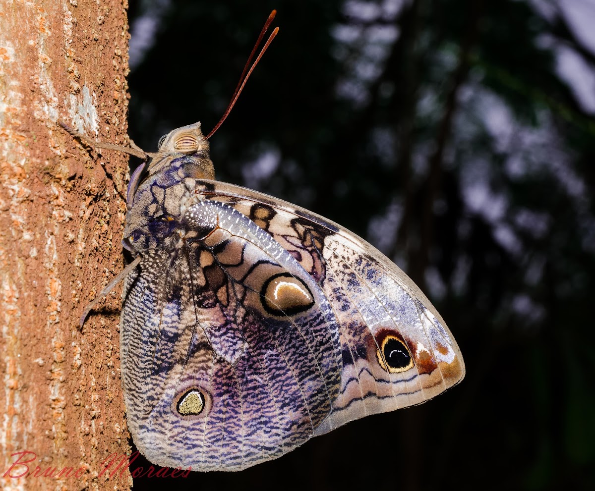 Borboleta coruja