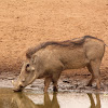 Common warthog