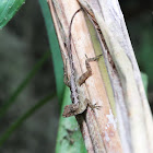 Ghost Anole - Anolis lemurinus?