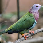 Pink-headed Fruit Dove