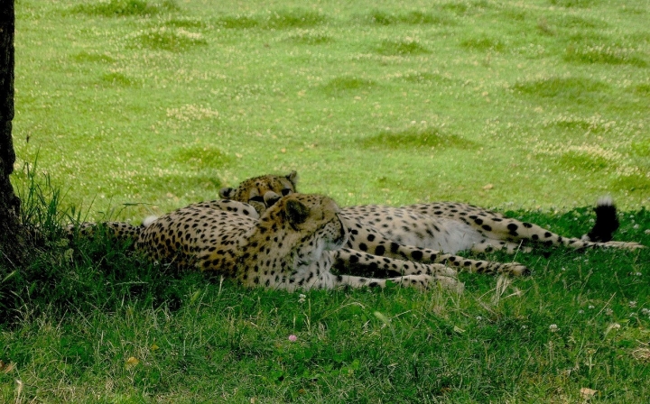 Relax felino di patapam