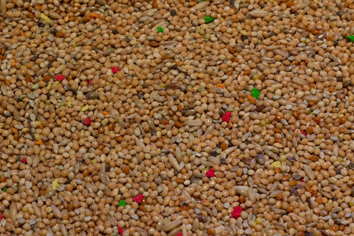  Seeds di Matteo90