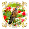 Burung Perkutut icon