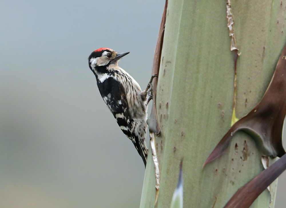 Lesser Spotted Woodpecker