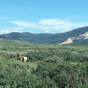 Pronghorn