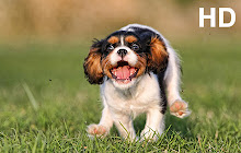 Puppies HD Wallpapers small promo image