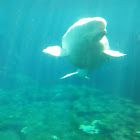 Beluga whale