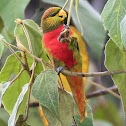 Yellow-billed Lorrikeet