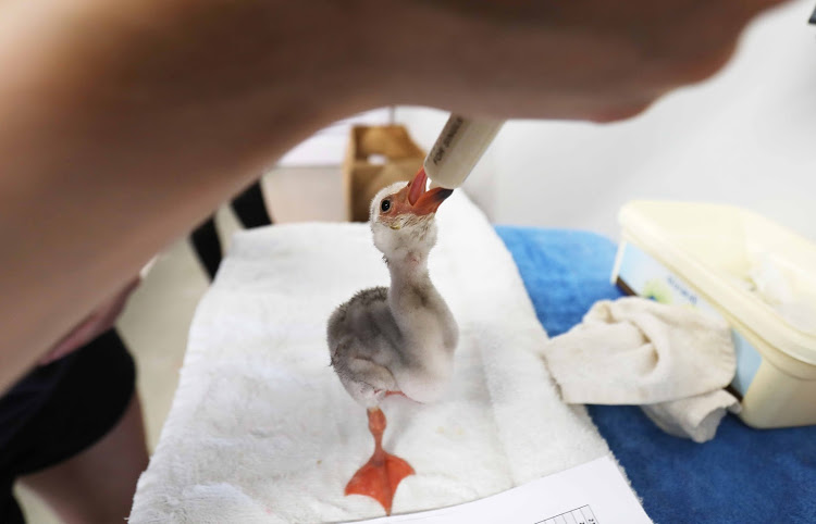 A lesser flamingo chick is fed at the SA Foundation for the Conservation of Coastal Birds facility in Cape Town.