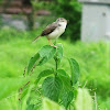 Plain Prinia