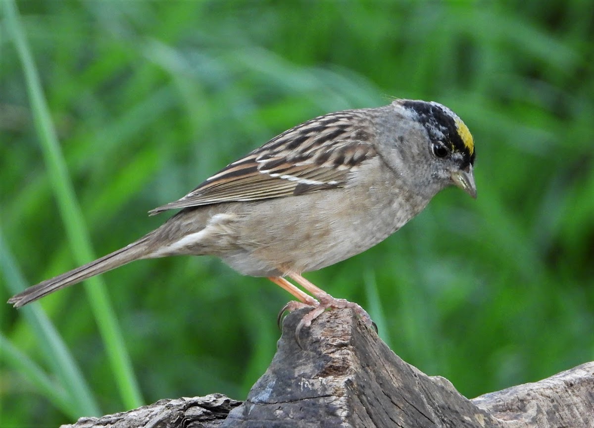 Golden-crowned sparrow