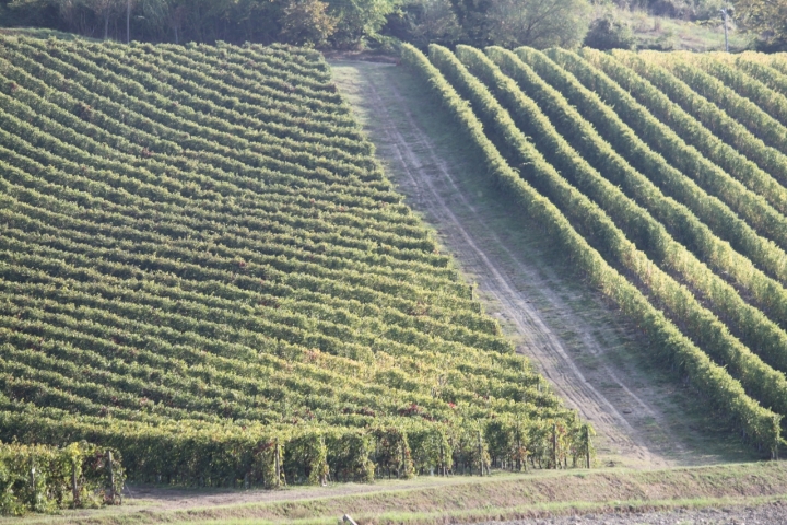 La vigna di carlina