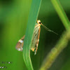 Beet Webworm Moth