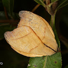 Saturniid moth