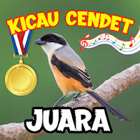 Kicau Burung Cendet Juara