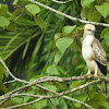 Changeable hawk-eagle