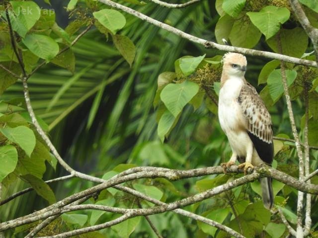 Changeable hawk-eagle