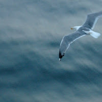 Libero....in volo... di 