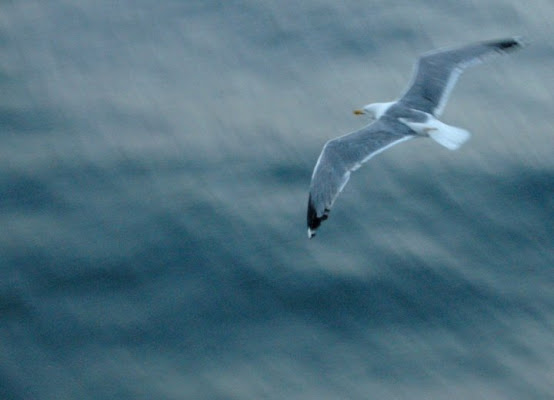 Libero....in volo... di Edgar_Poe