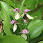 Showy Orchis