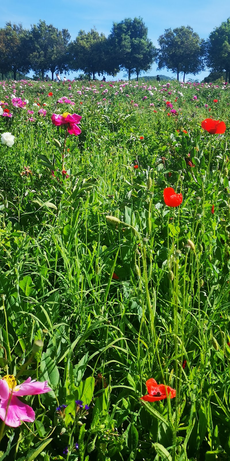 UN TAPPETO DI FIORI di Claudiator