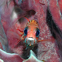 Threespot squirrelfish