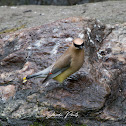 Cedar waxwing