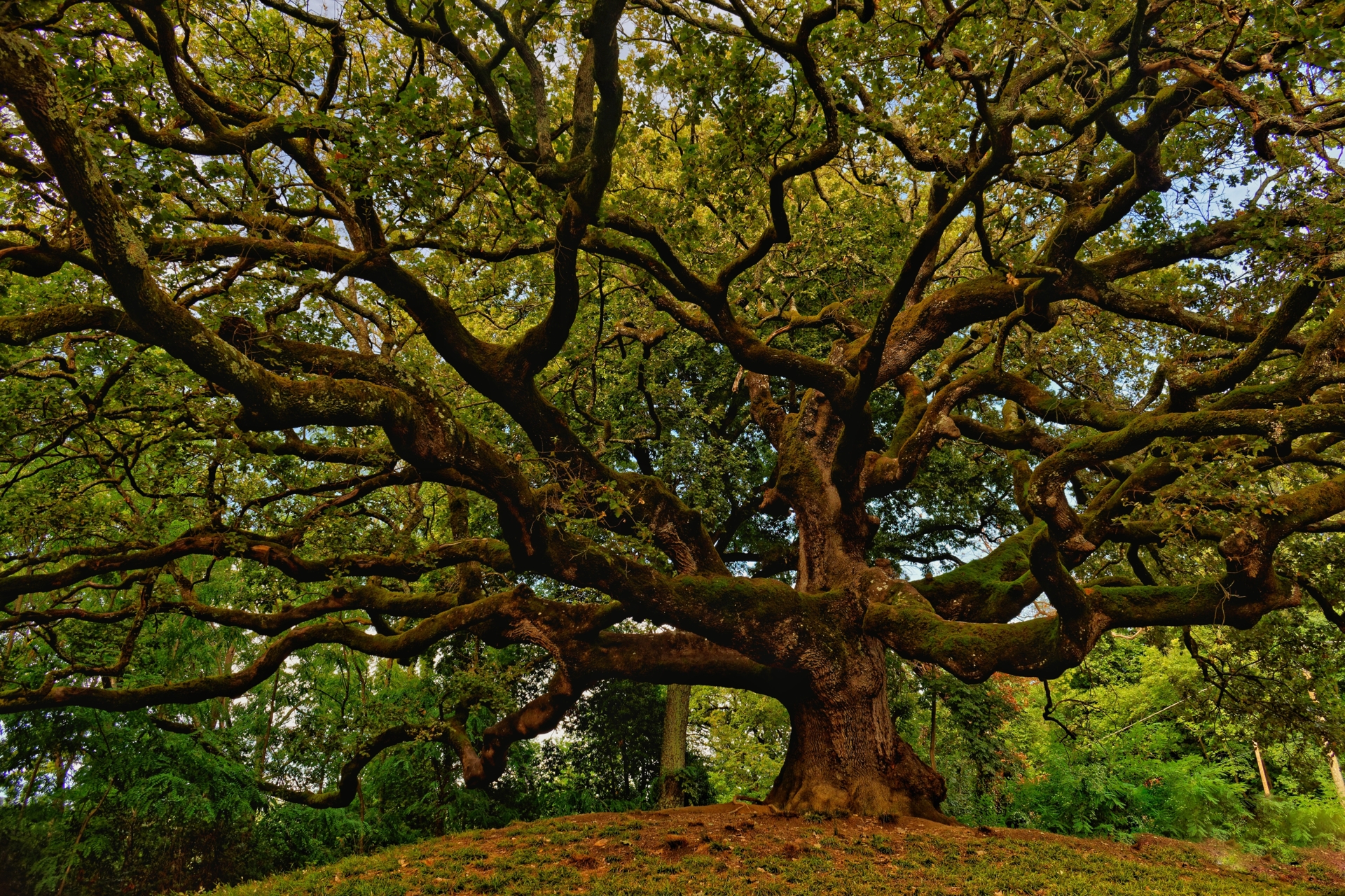 THE WITCHES TREE di MaurizioMarchetti