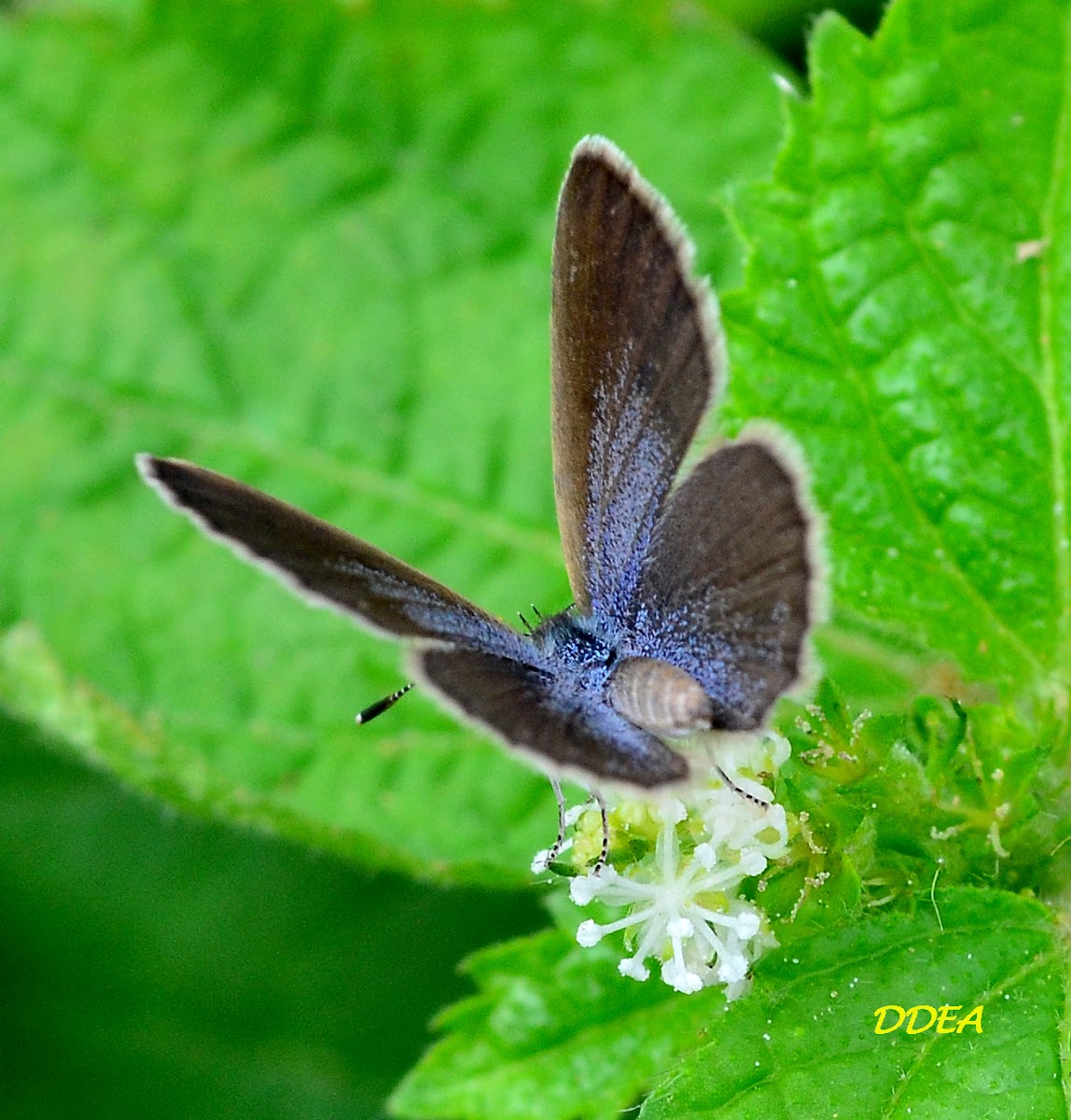 DARK GRASS BLUE