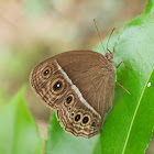 Dark-branded Bush-brown