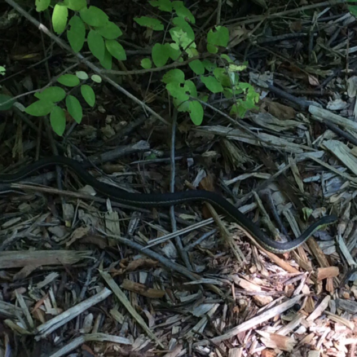 Eastern Garter Snake