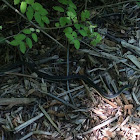 Eastern Garter Snake