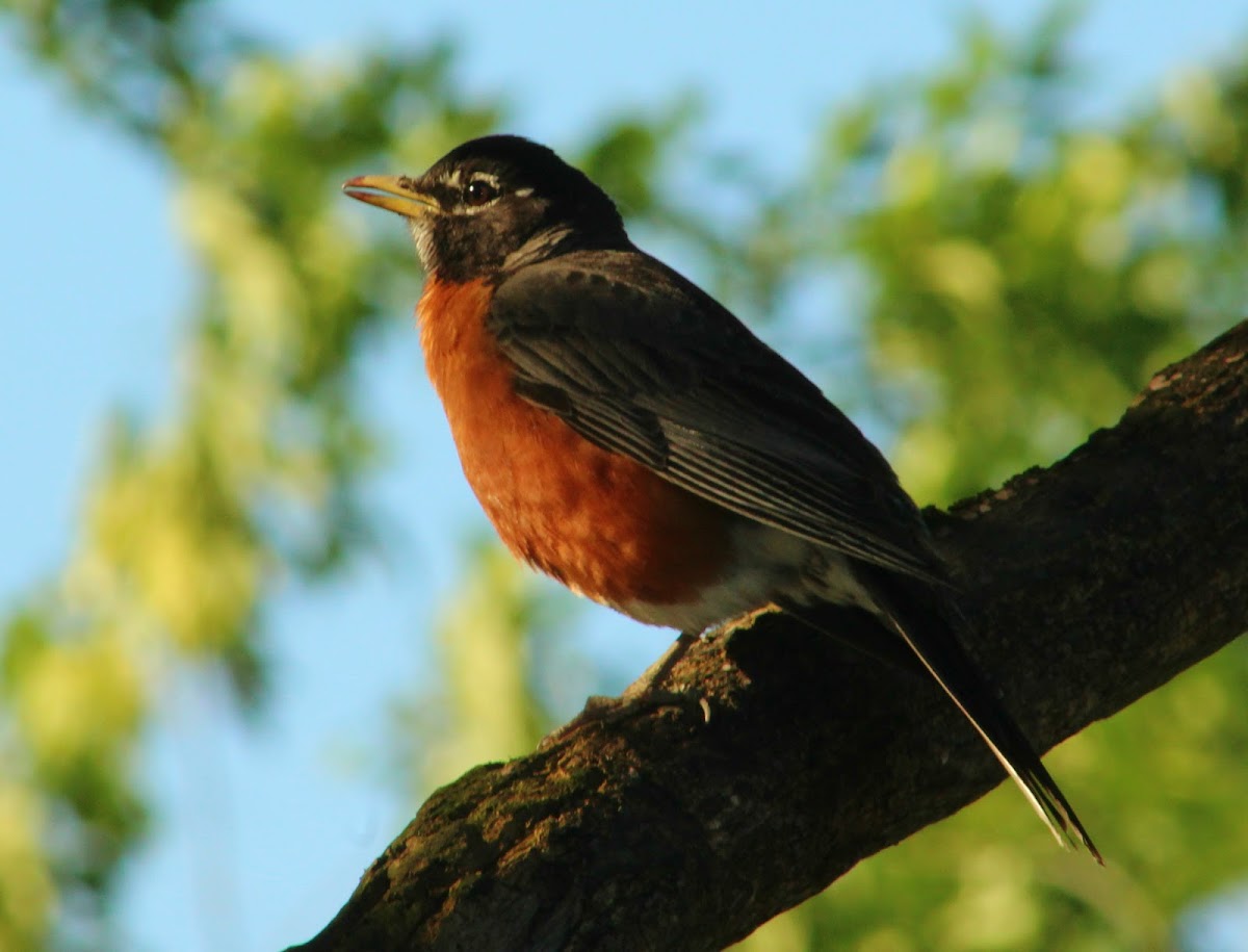 American Robin