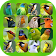 Bird Sound Plus icon