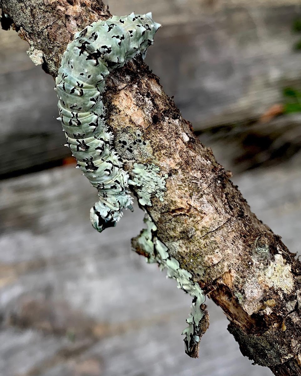 Underwing Moth Caterpillar