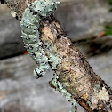 Underwing Moth Caterpillar