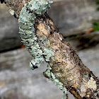 Underwing Moth Caterpillar